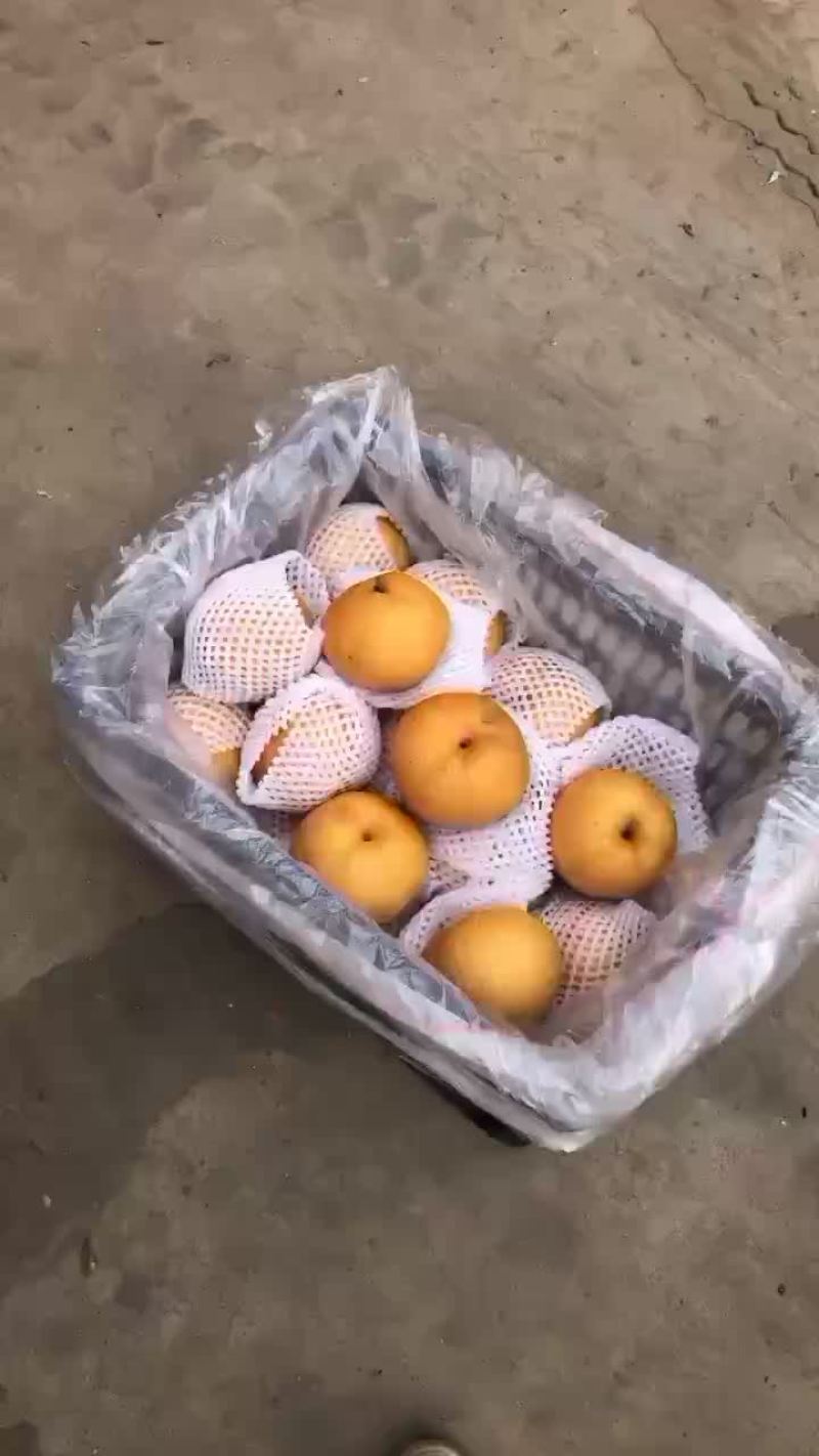 丰水梨海量货源，价格便宜，质量好，批发零售电商均可