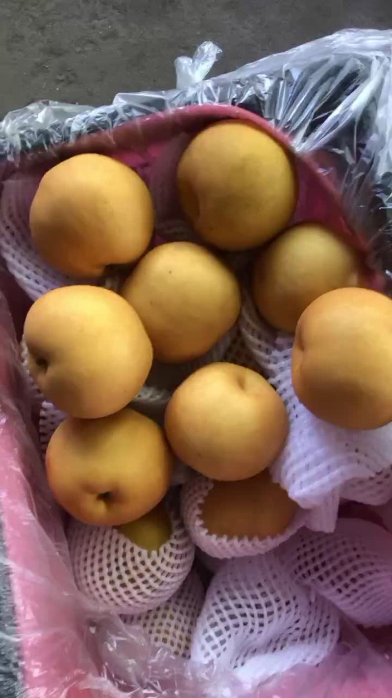 丰水梨海量货源，价格便宜，质量好，批发零售电商均可
