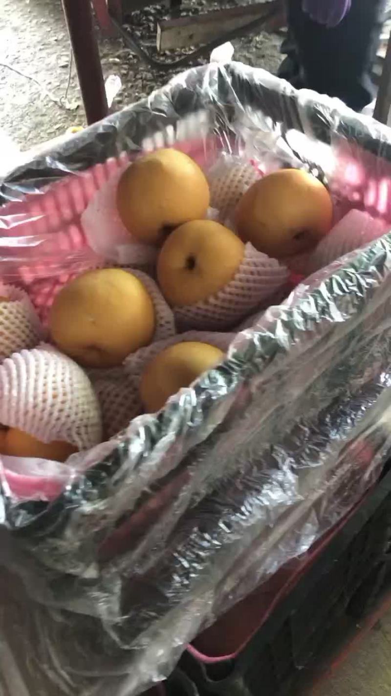 丰水梨海量货源，价格便宜，质量好，批发零售电商均可