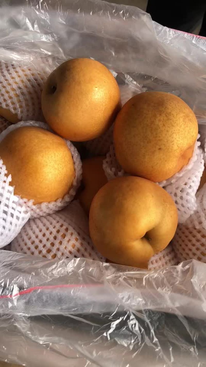 丰水梨海量货源，价格便宜，质量好，批发零售电商均可