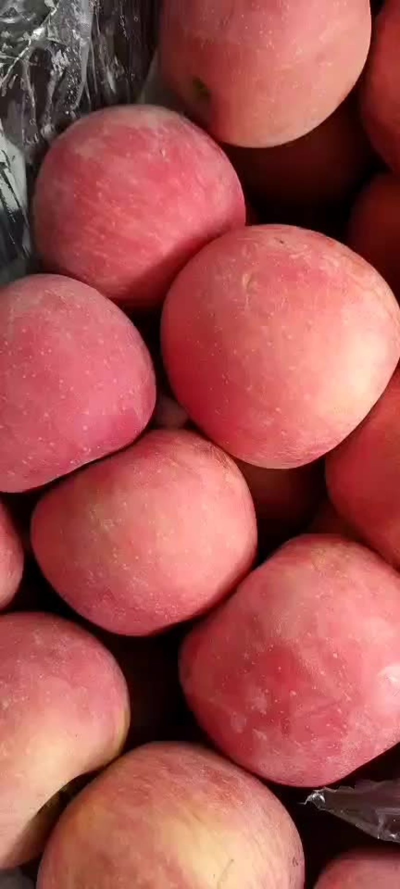 纯正的青龙山区红富士苹果