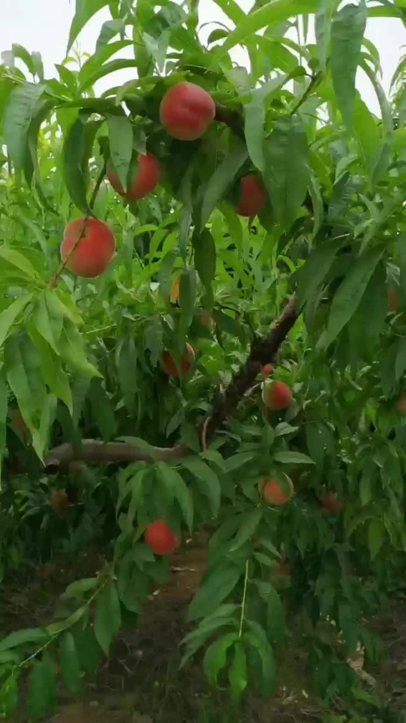 突围大量上市