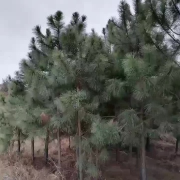 湿地松不同规格江西湿地松大量供应