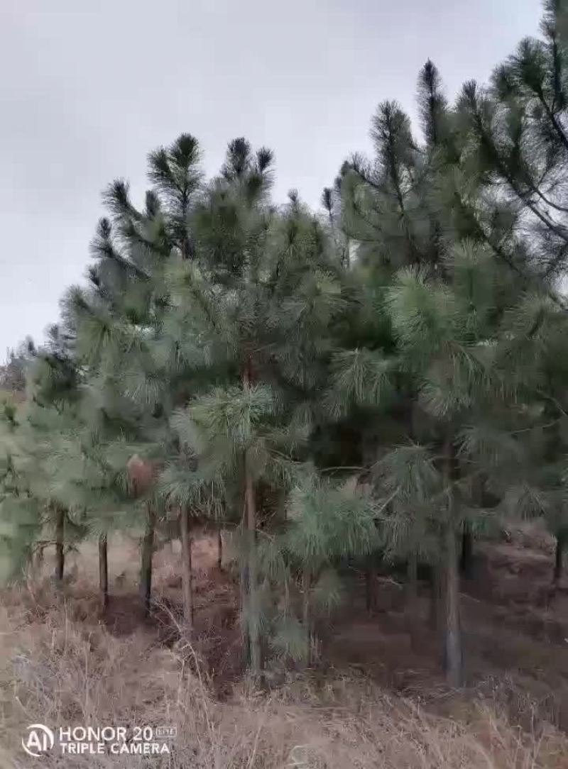湿地松不同规格江西湿地松大量供应