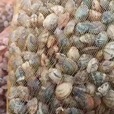 120粒花蛤螃蟹的好食粮，已加工，需要的联系