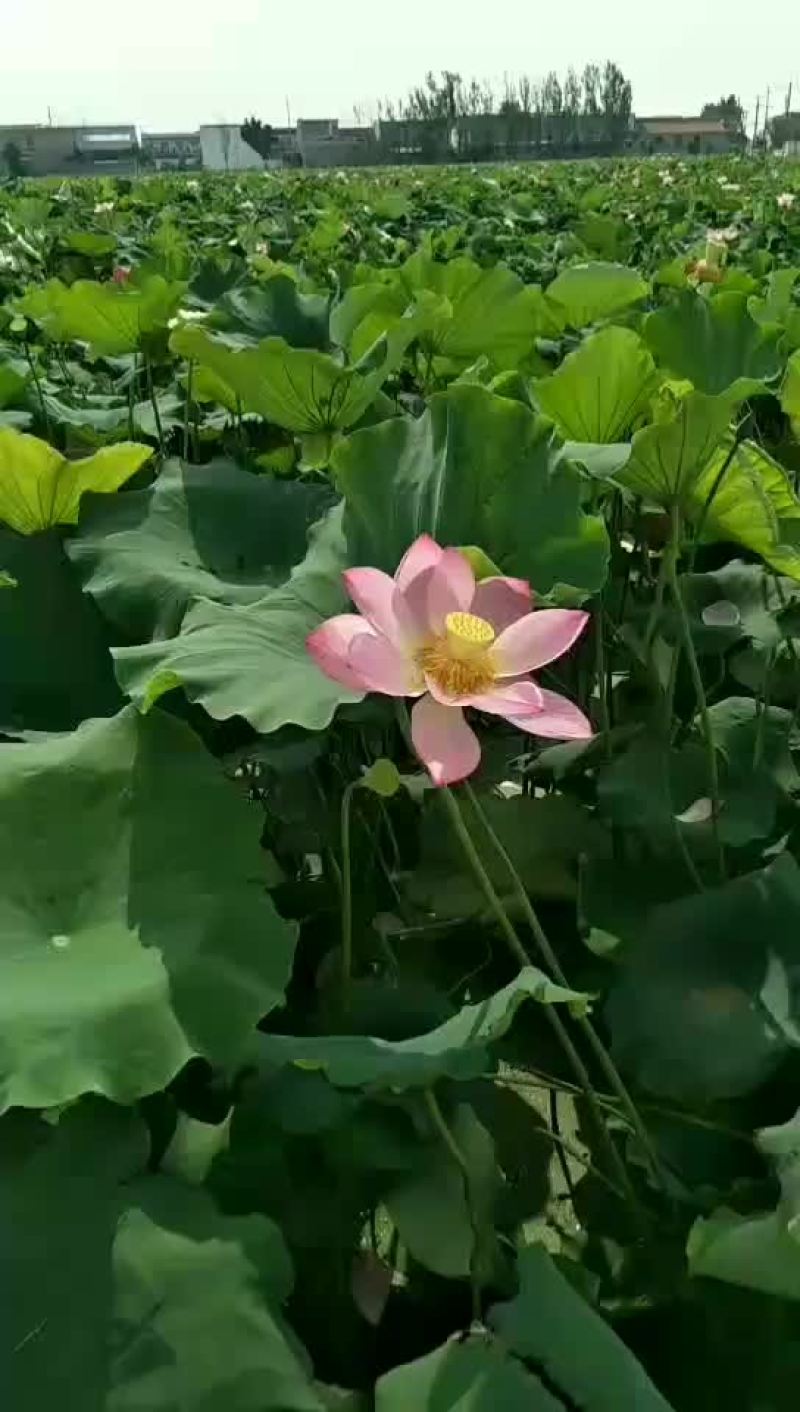 太空莲