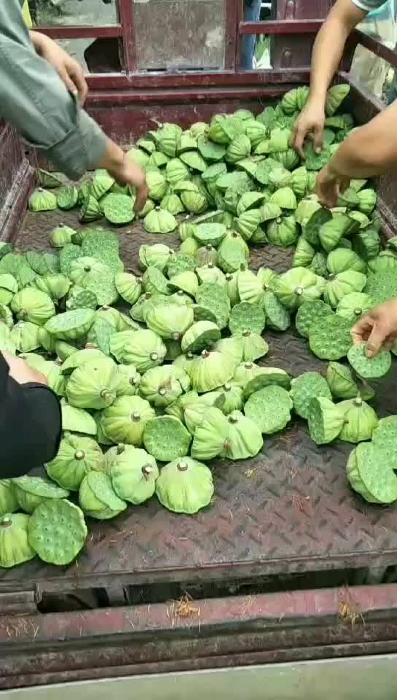 太空莲