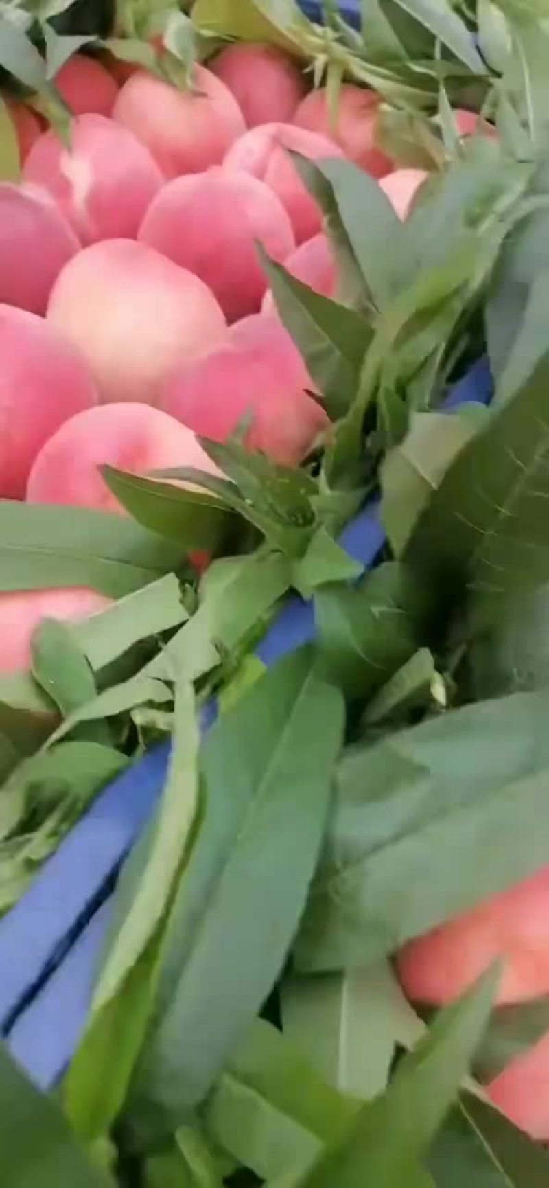 顺平毛桃仙桃早熟桃子