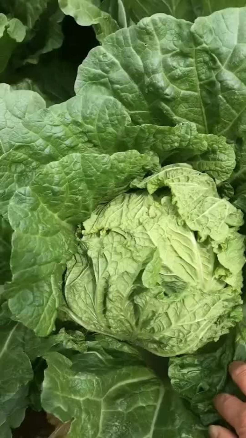 精品黄心白菜