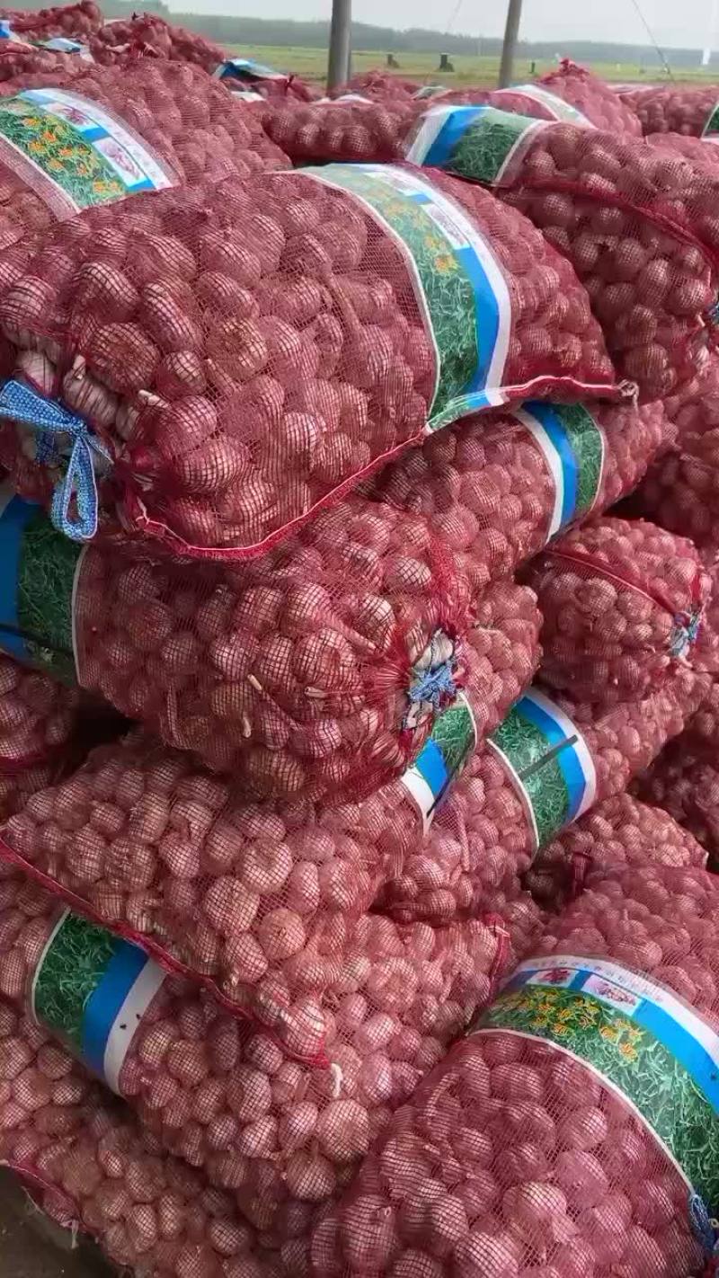 商河大青稞蒜种
