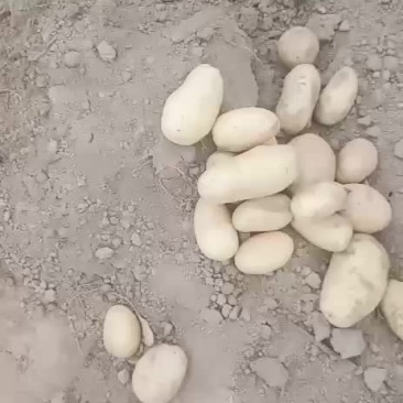 鲜土豆黄心