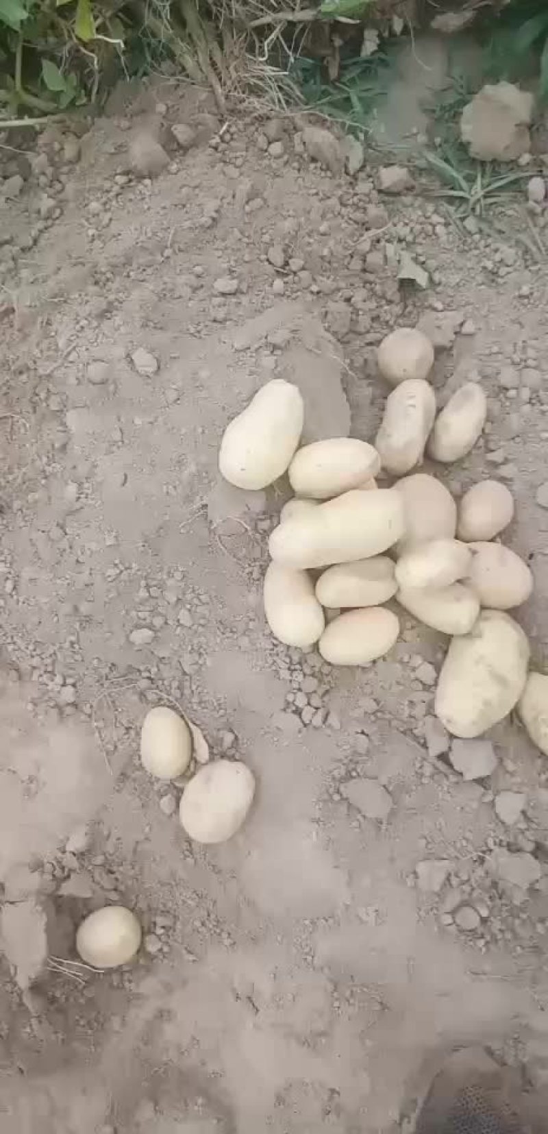 鲜土豆黄心