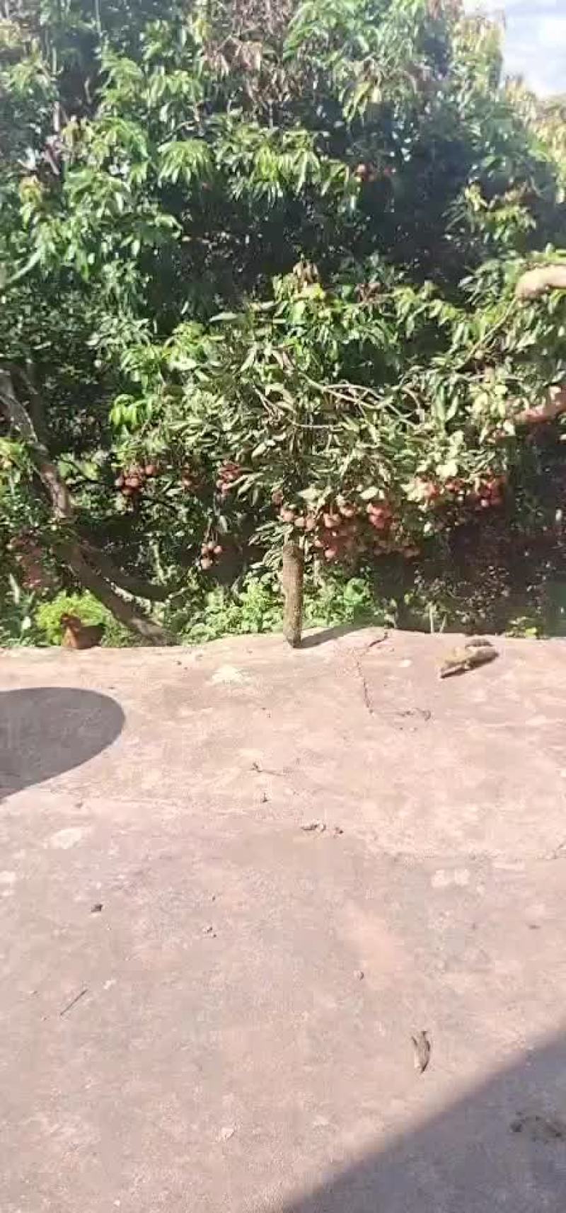 荔枝