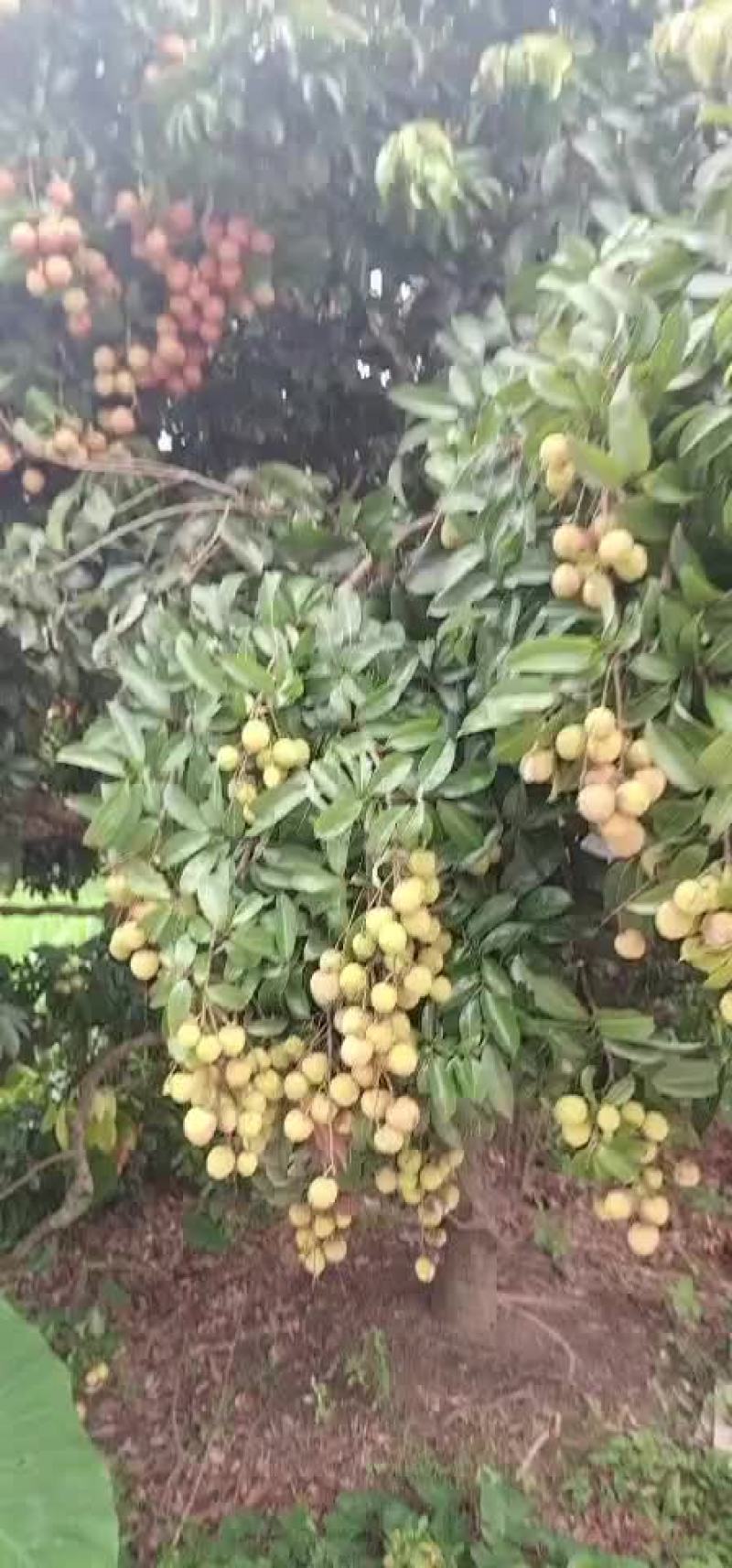荔枝