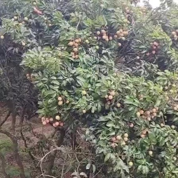 荔枝