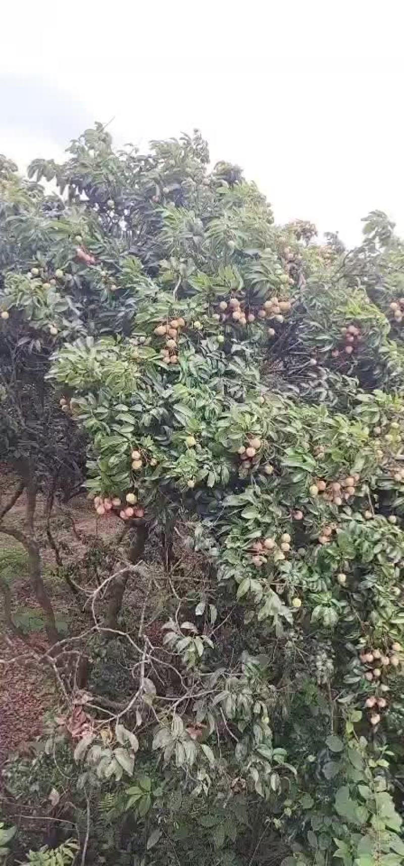 荔枝