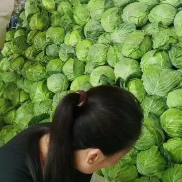 甘蓝菜大量上市！有要的联系我，欢迎各位选购