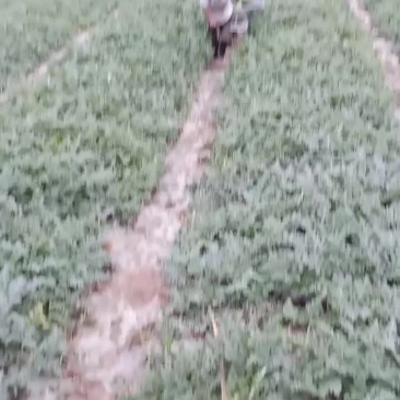 西瓜
