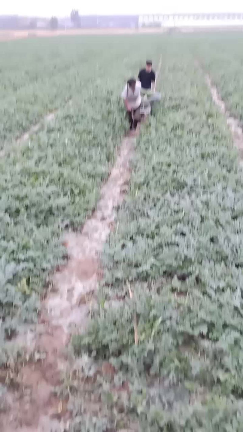 西瓜