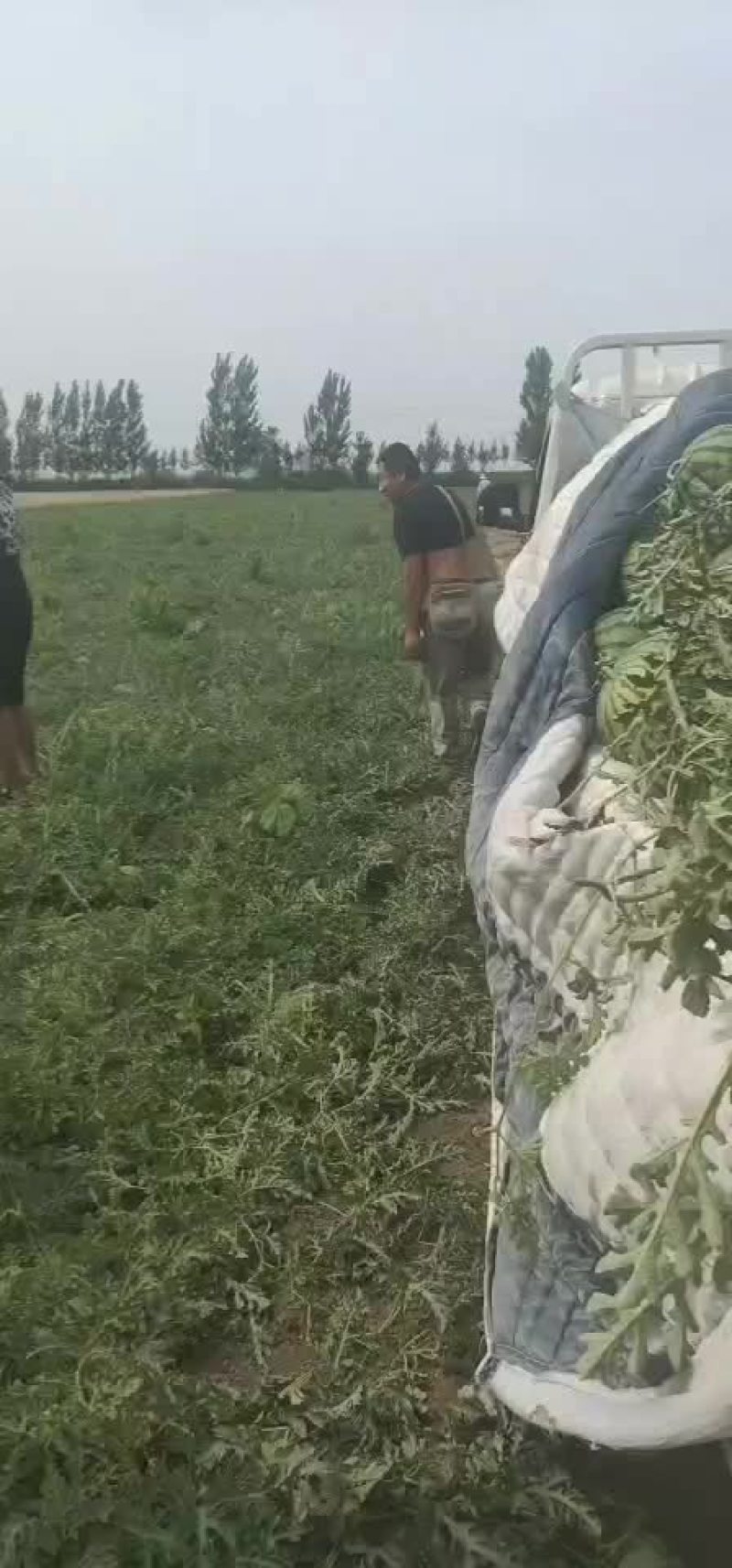 精品台头小西瓜