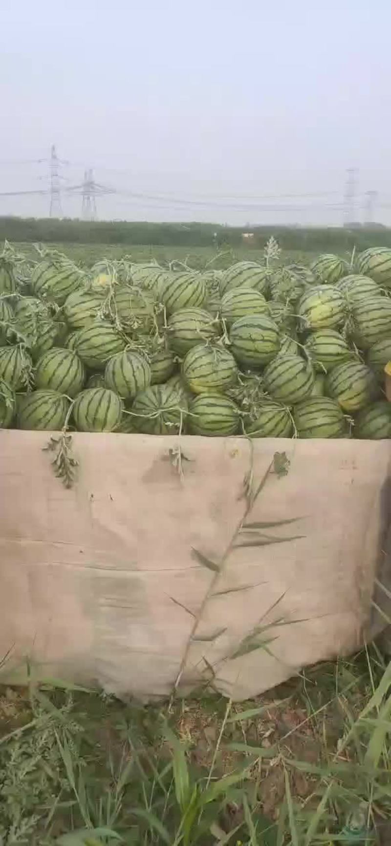 精品台头小西瓜