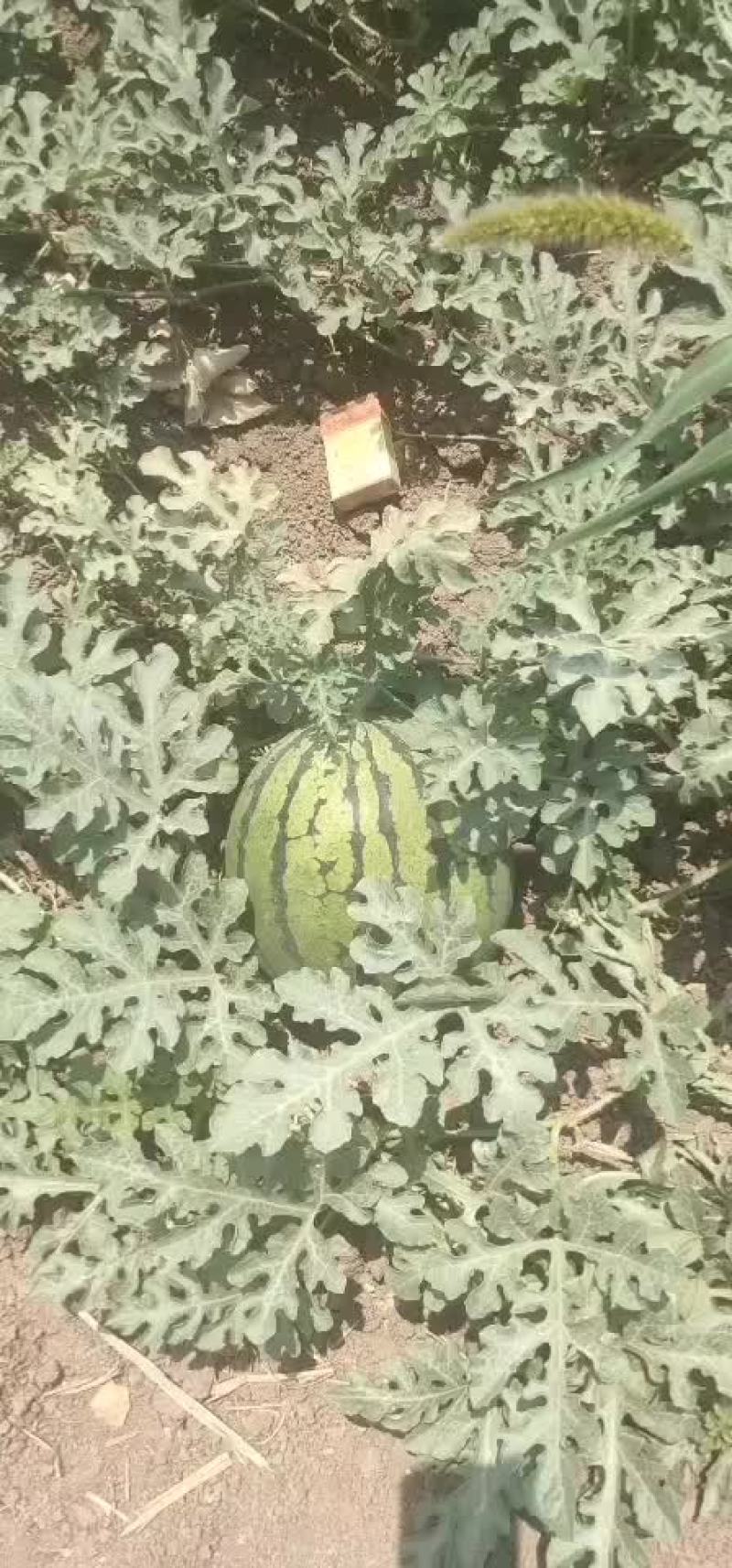 精品台头小西瓜