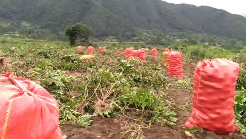 四川省大凉山土豆，山卡卡里的，精美品质