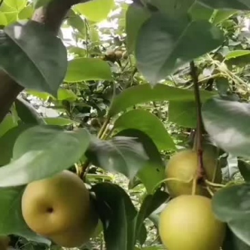 正宗建宁翠冠梨