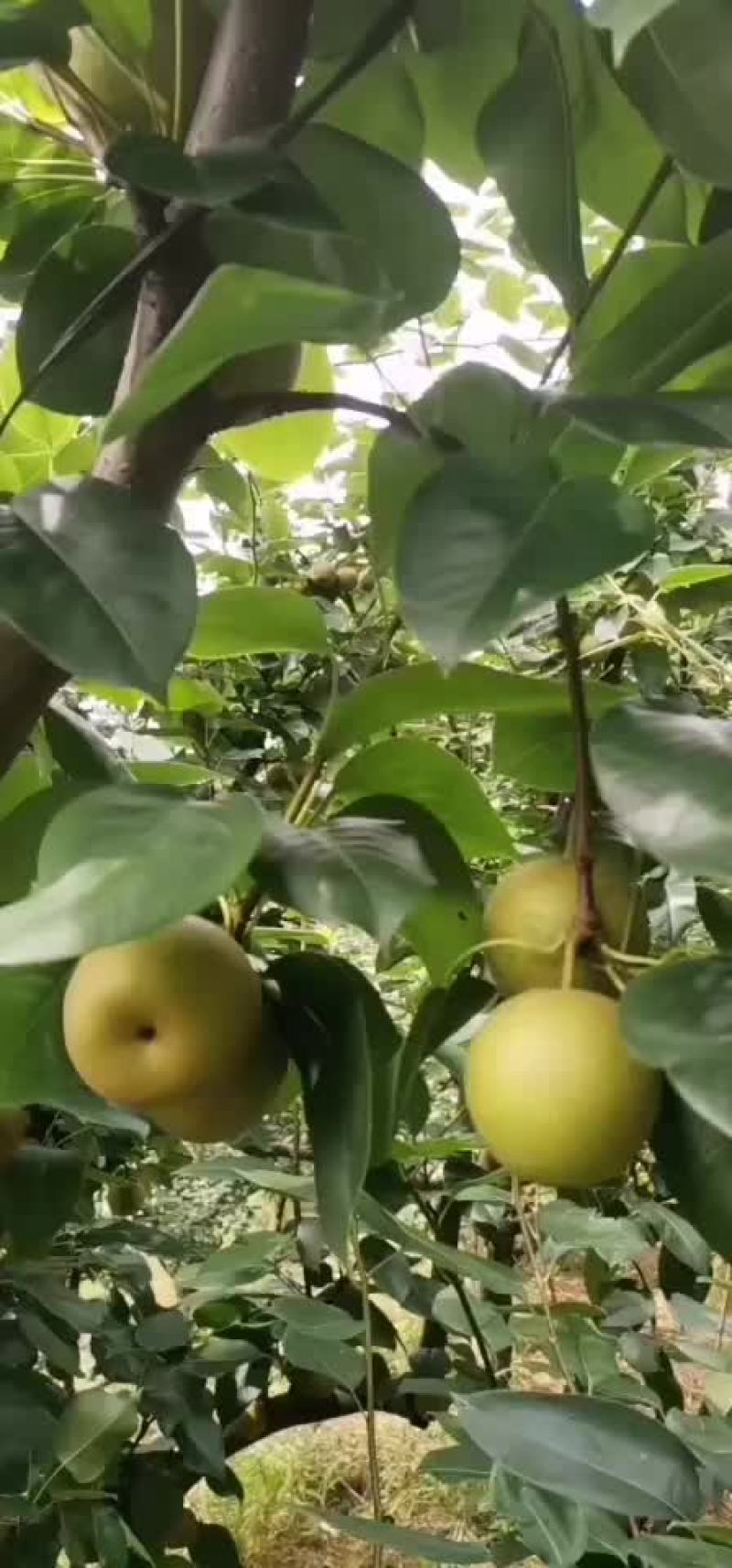 正宗建宁翠冠梨