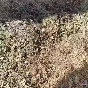 野生鱼腥草