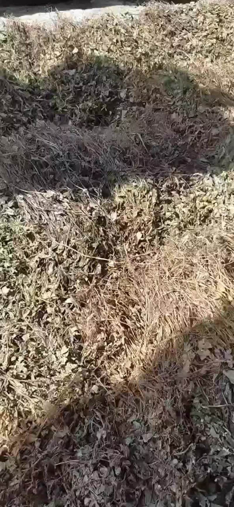 野生鱼腥草