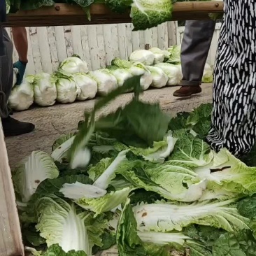 蔬菜