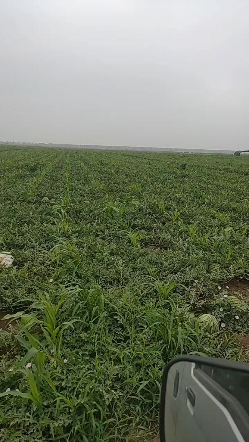 精品小西瓜