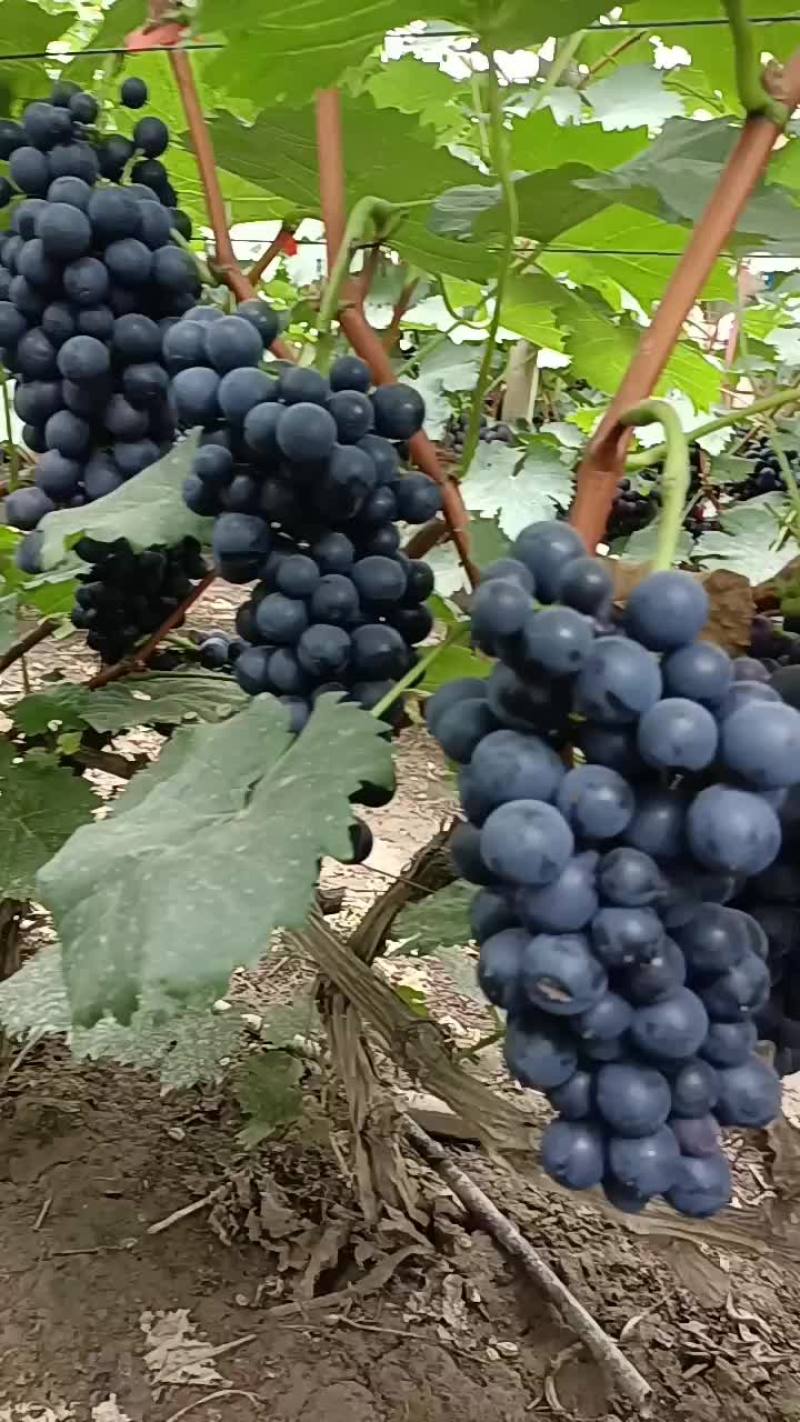 夏黑葡萄