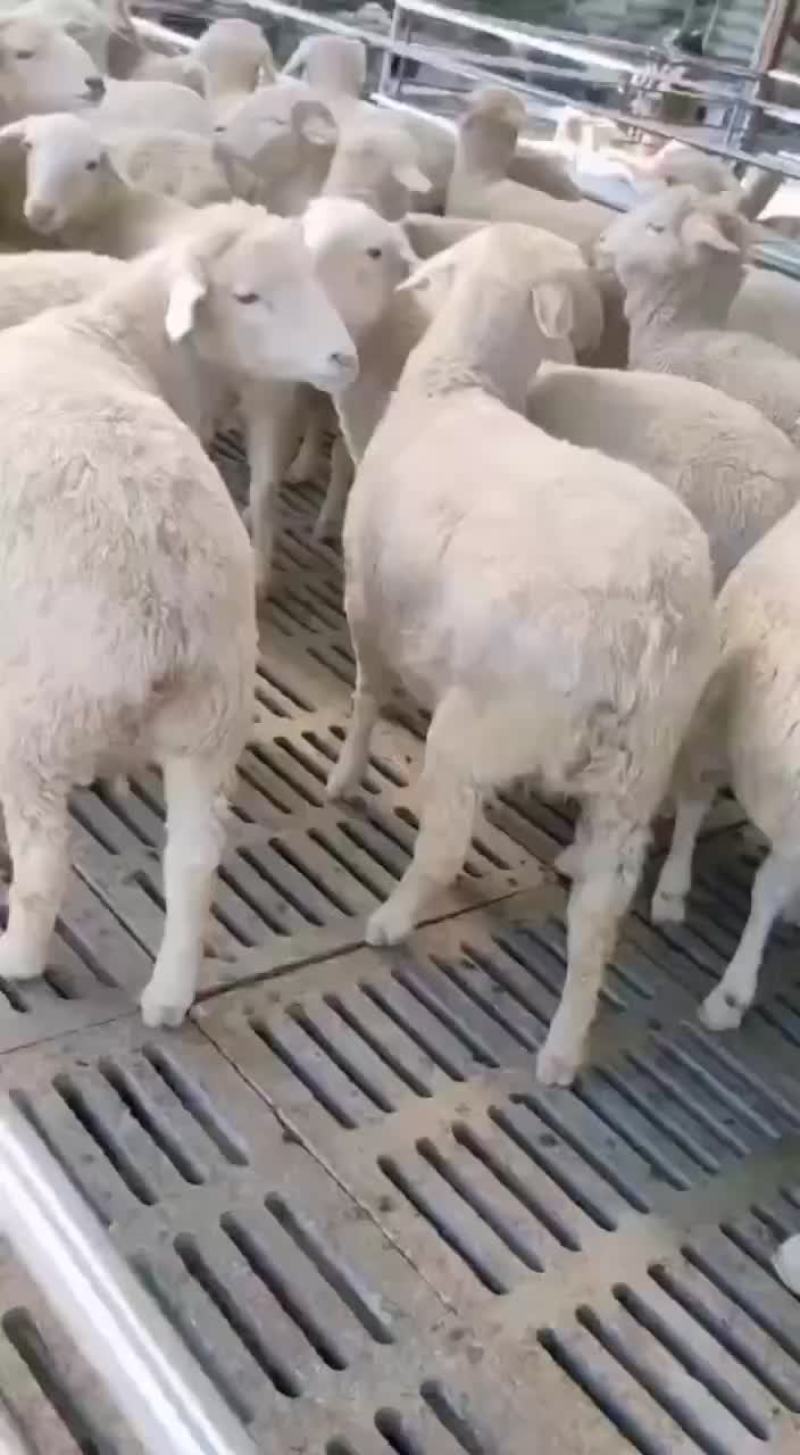欢快的小羊。