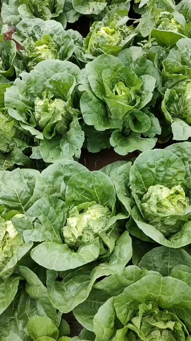 蔬菜