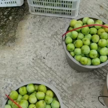 清脆李