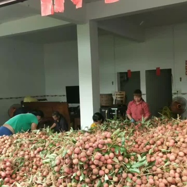 广西钦州黑叶荔