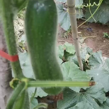黑皮冬瓜即将吊瓜