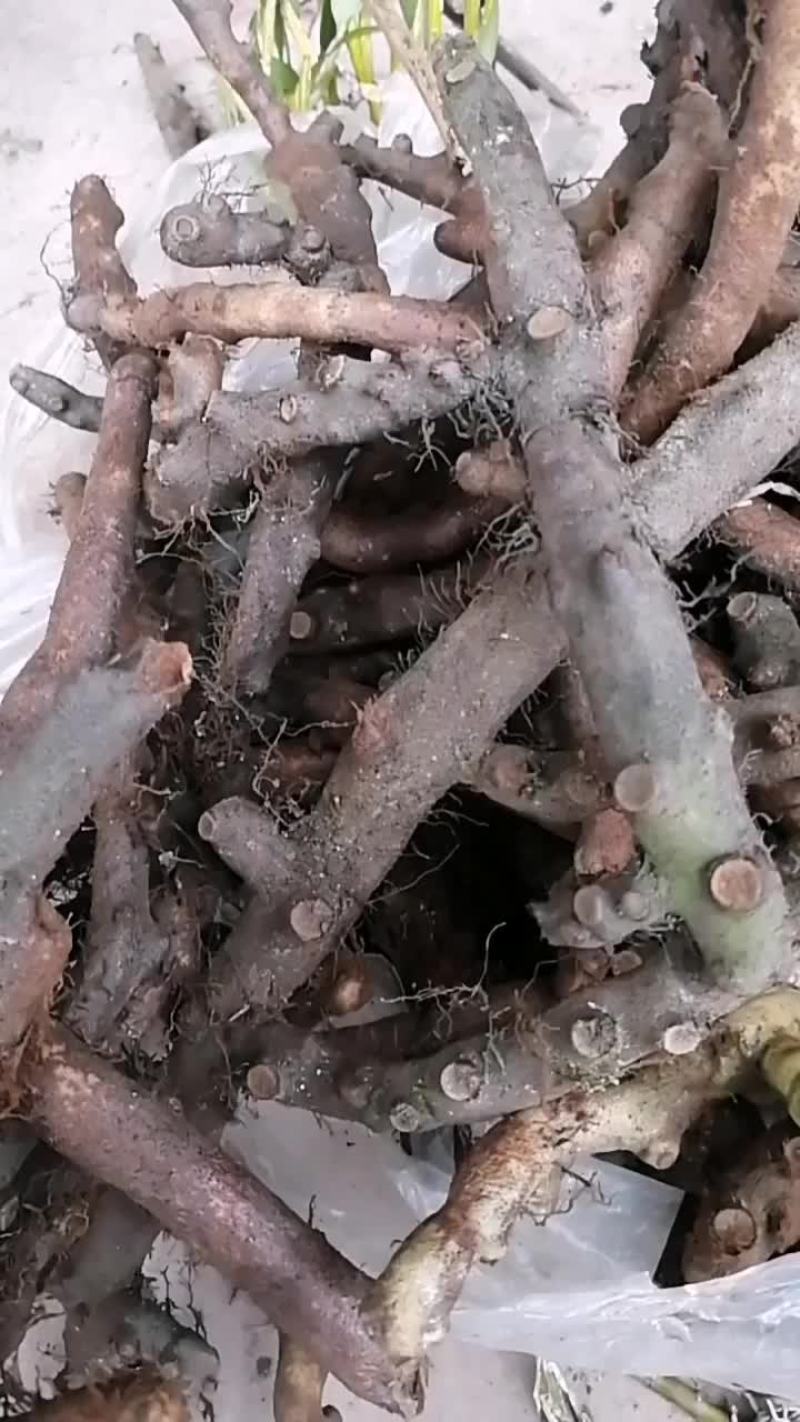 野生骨碎补