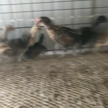 华北柴公鸡母鸡