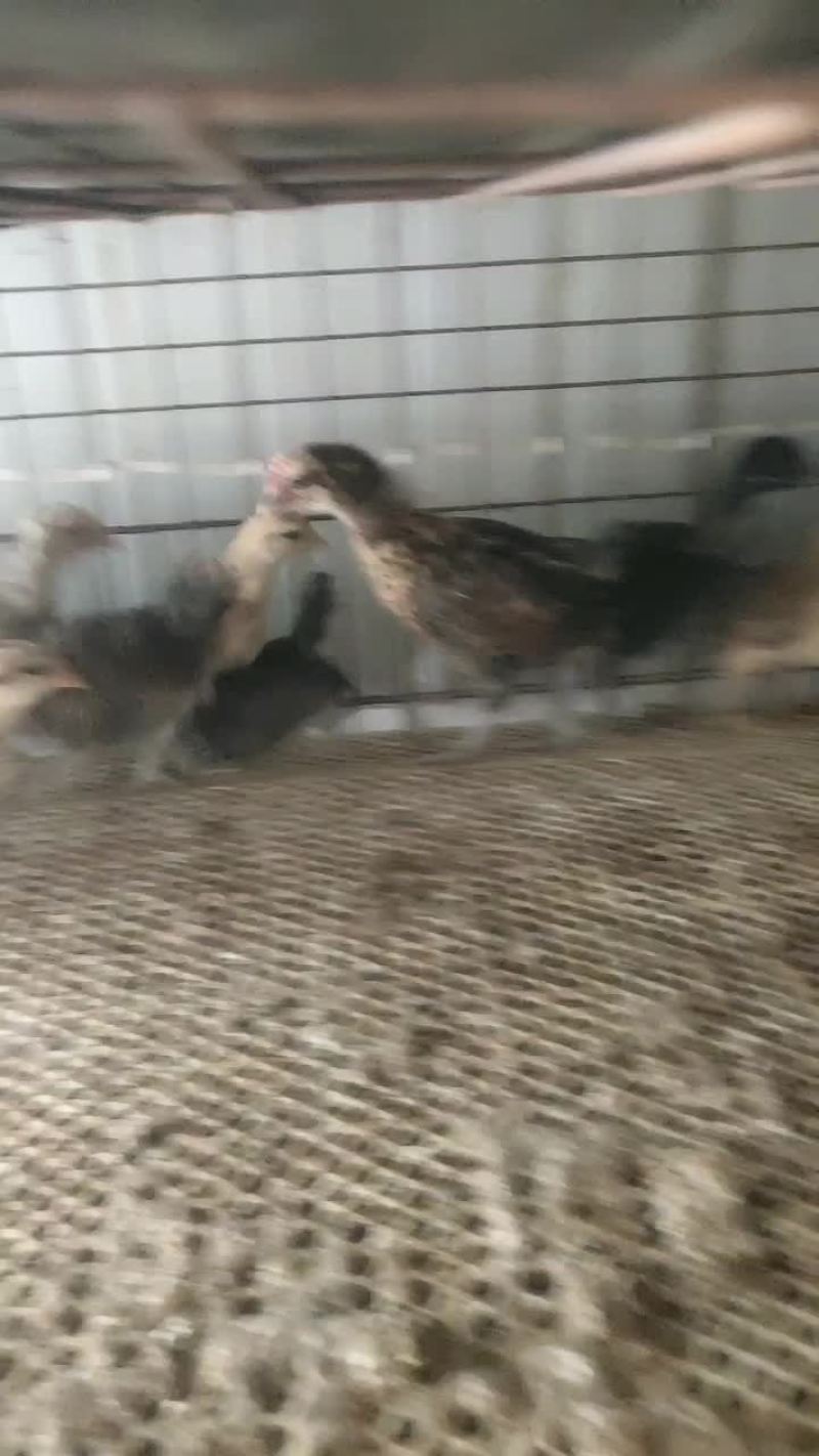 华北柴公鸡母鸡