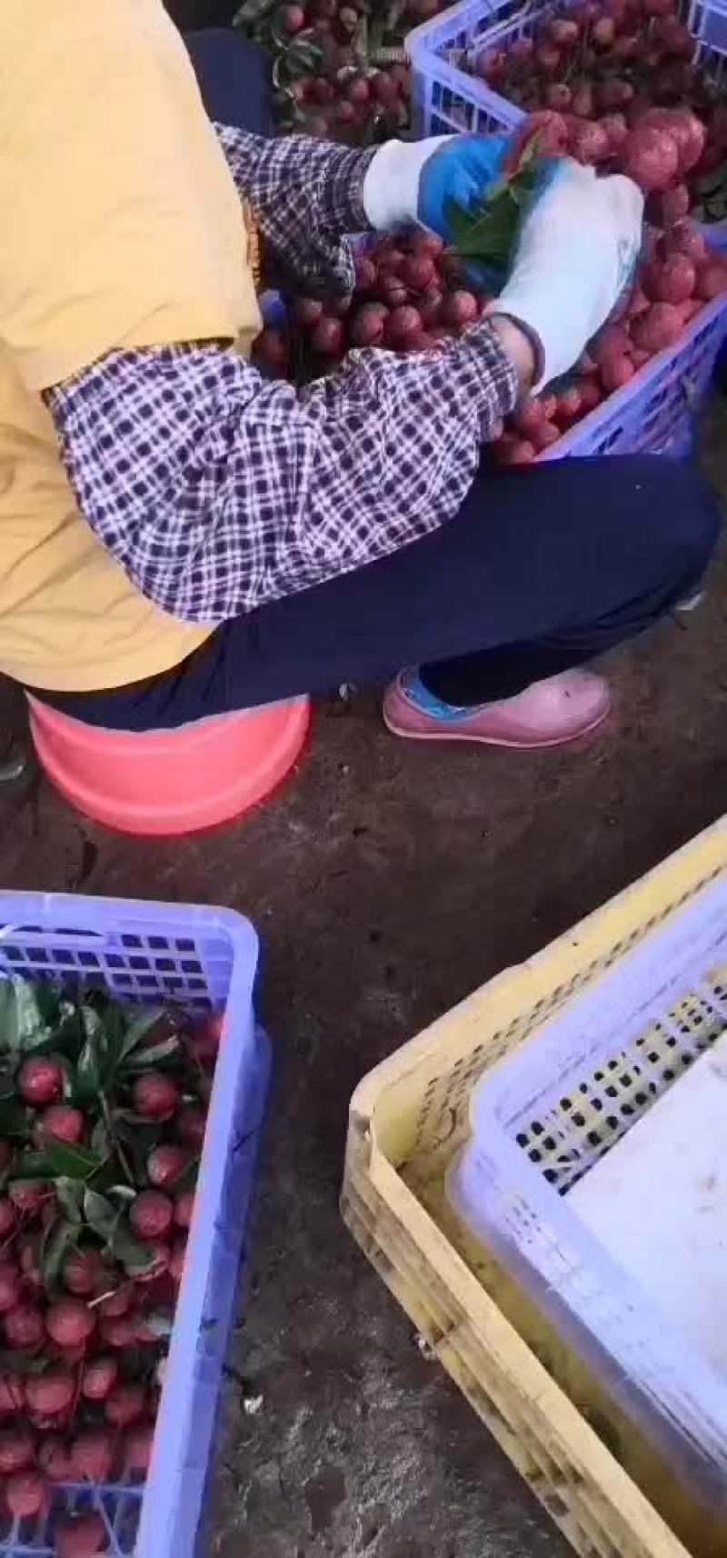 禾荔