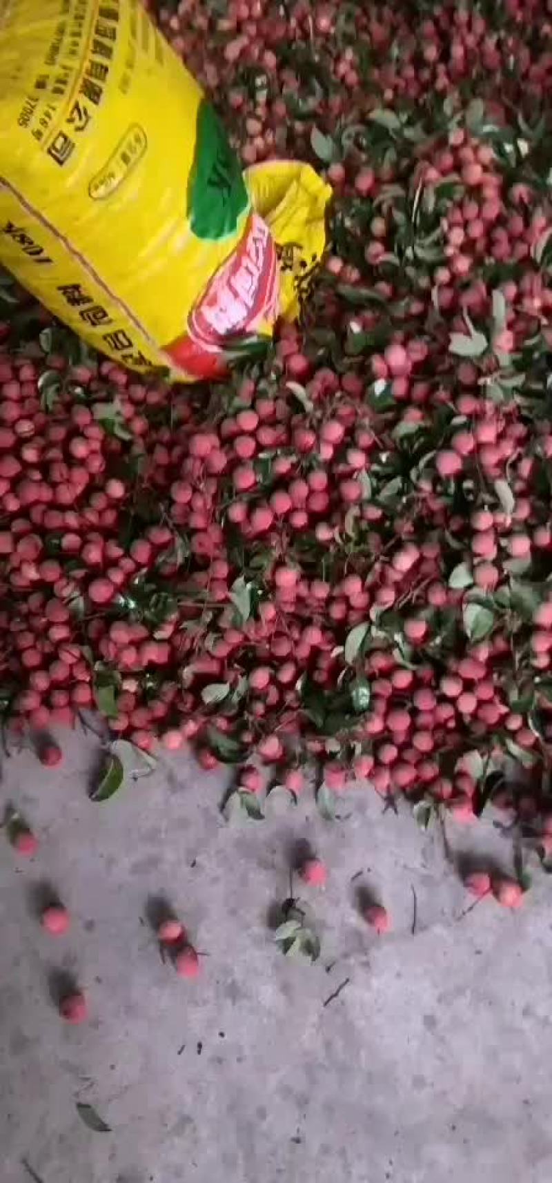 禾荔