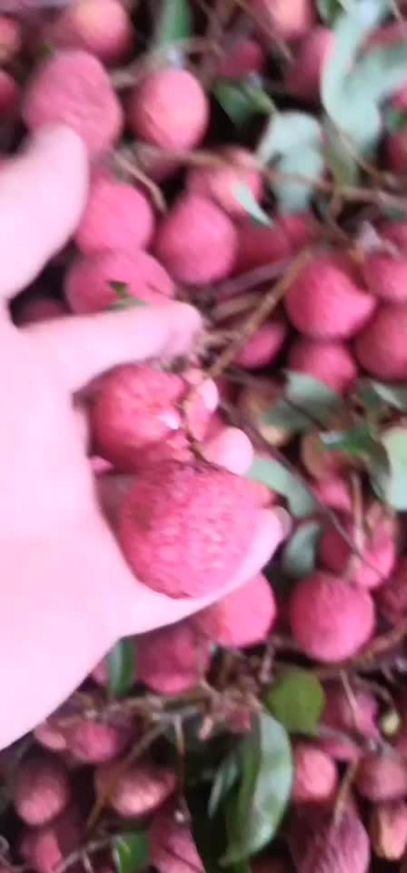 禾荔