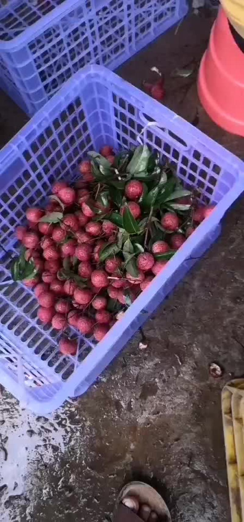 禾荔