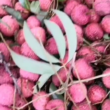 禾荔