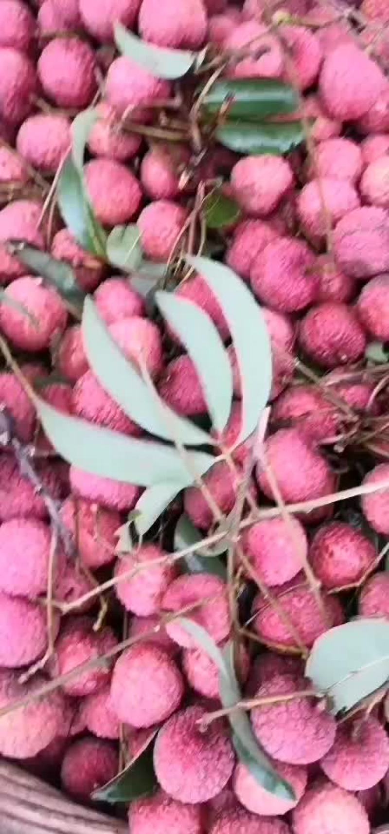 禾荔
