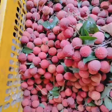 香荔一级货