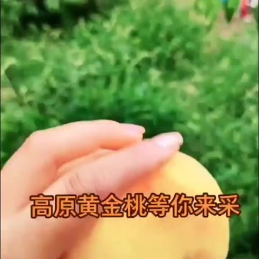 高原黄金桃
